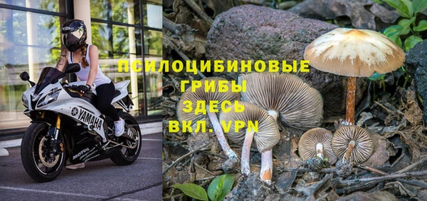 шишки Арсеньев